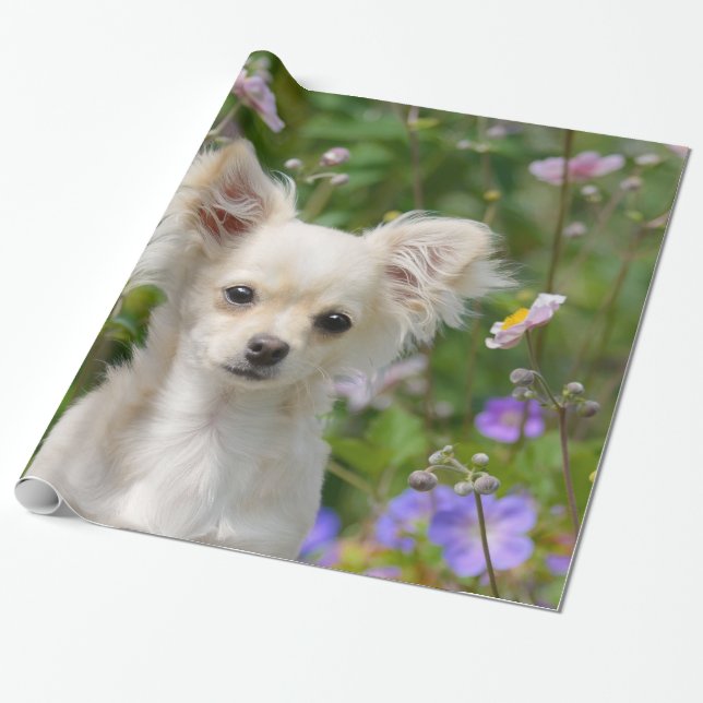 Cute longhair cream Chihuahua Dog Puppy Pet Photo Wrapping Paper (Unrolled)