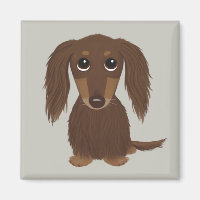 Cute Longhaired Chocolate Brown Dachshund