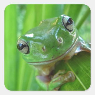 Cute Looking Tree Frog Close Up Square Sticker