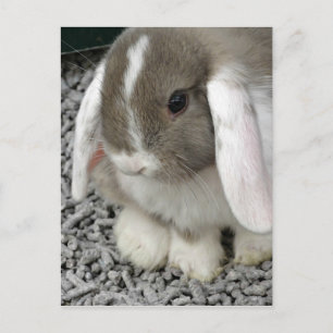cute lop bunny postcard