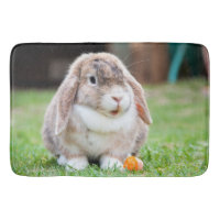 Cute lop-eared rabbit