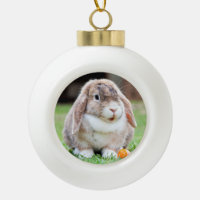 Cute lop-eared rabbit  