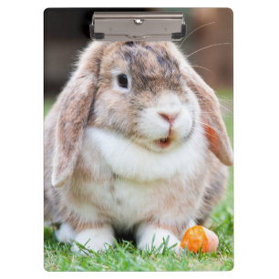 Cute lop-eared rabbit clipboard