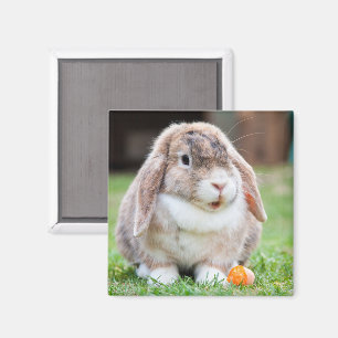 Cute Lop Eared Rabbit in the Grass with Carrot Magnet