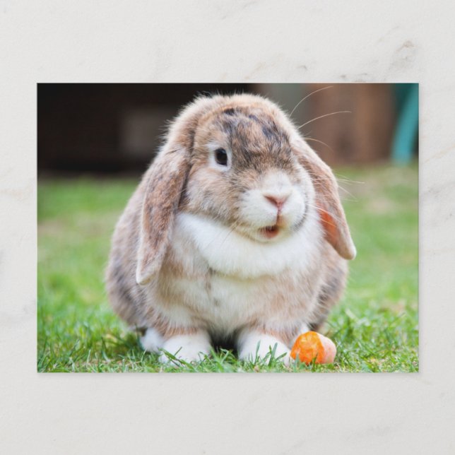 Cute Lop-Eared Rabbit in the Grass with Carrot Postcard (Front)