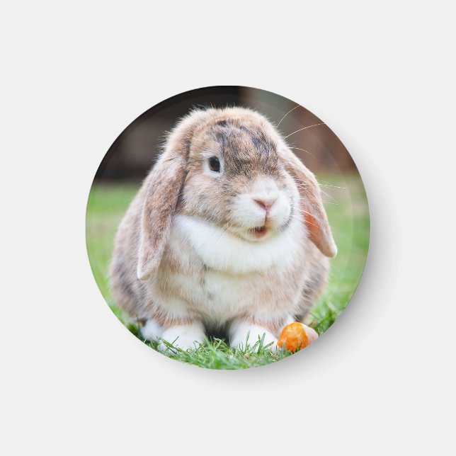 Cute lop-eared rabbit   magnet (Front)