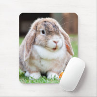 Cute lop-eared rabbit