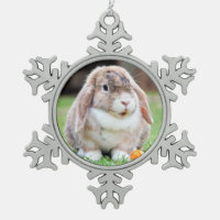 Cute lop-eared rabbit