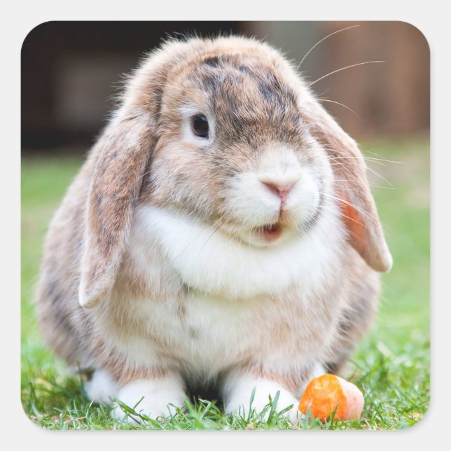 Cute lop-eared rabbit  square sticker (Front)