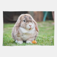 Cute lop-eared rabbit