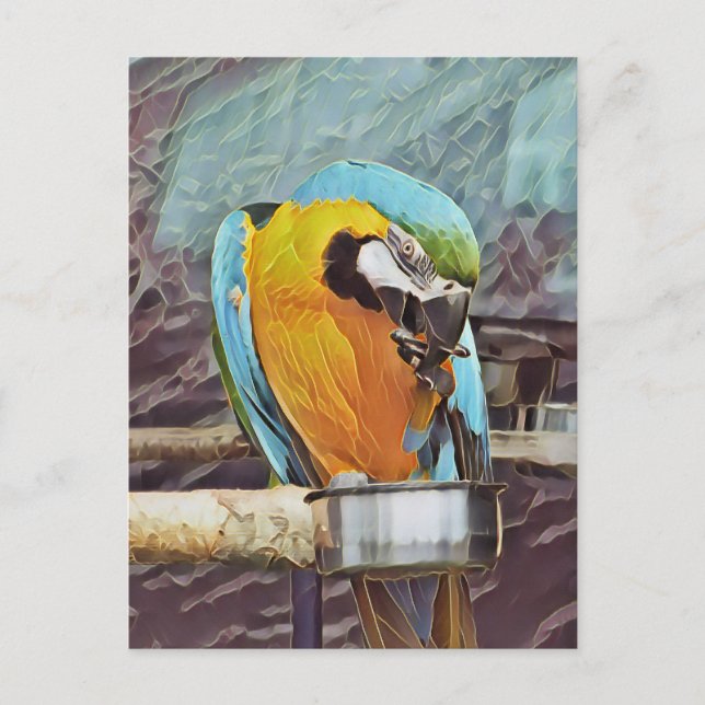 CUTE MACAW POSTCARD (Front)