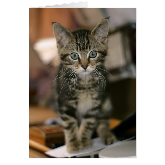 Cute Maine Coon Brown Tabby Kitten, Cat (Front)