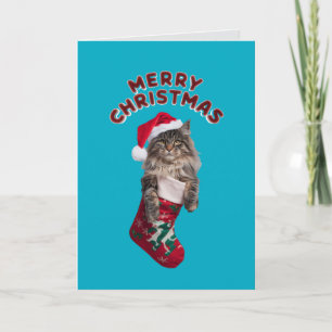 Cute Maine Coon Cat Christmas Holiday Card