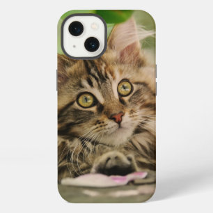 Cute Maine Coon Cat Kitten Photo Portrait - iPhone 13 Case