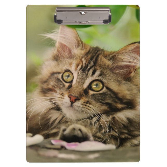 Cute Maine Coon Cat Kitten Photo Portrait - on Clipboard (Front)