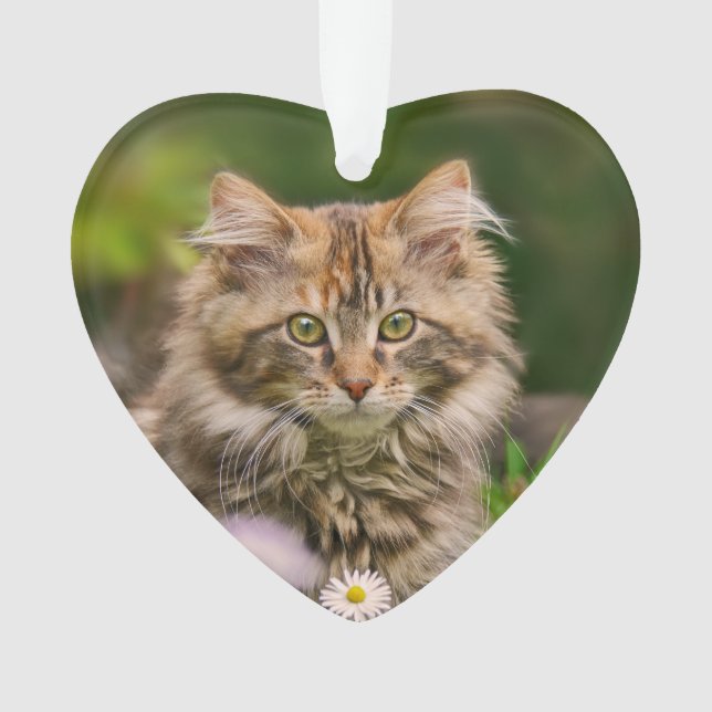 Cute Maine Coon Kitten Cat in a Flower Meadow - Ornament (Front)