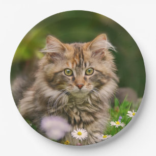 Cute Maine Coon Kitten Cat in a Meadow Happy Party Paper Plate