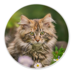 Cute Maine Coon Kitten Cat Pet Photo - Decorative Ceramic Knob
