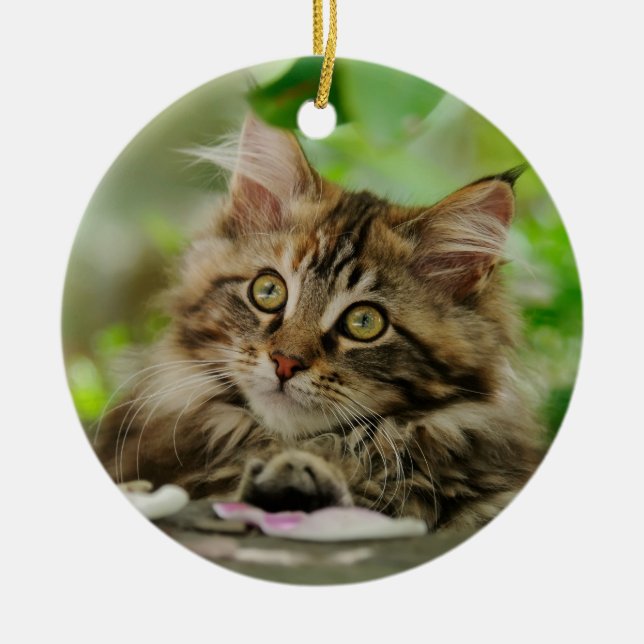 Cute Maine Coon kitten Ceramic Tree Decoration (Front)