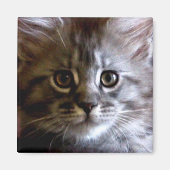 Cute Maine Coon Kitten Face magnet (Front)