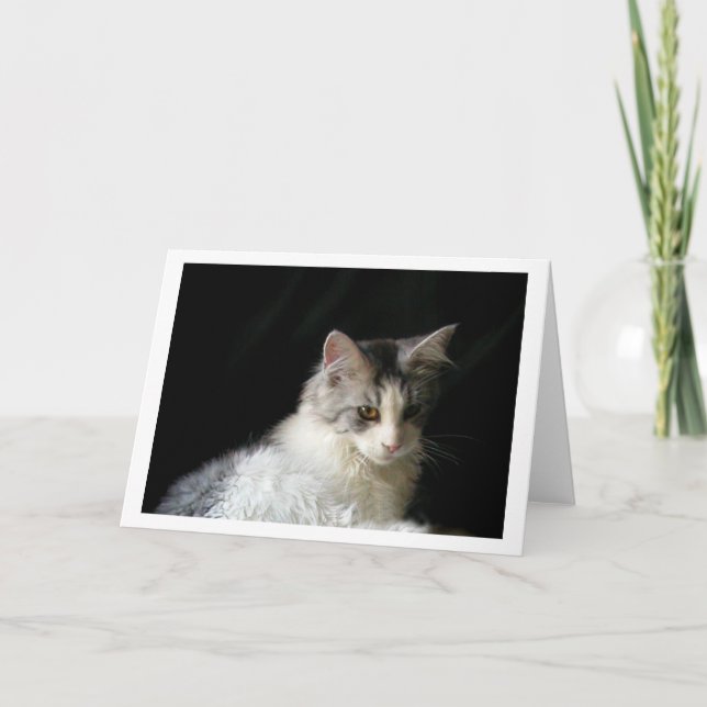 Cute Maine Coon kitten note card (Front)