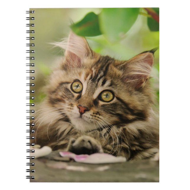 Cute Maine Coon kitten Spiral Notebook (Front)