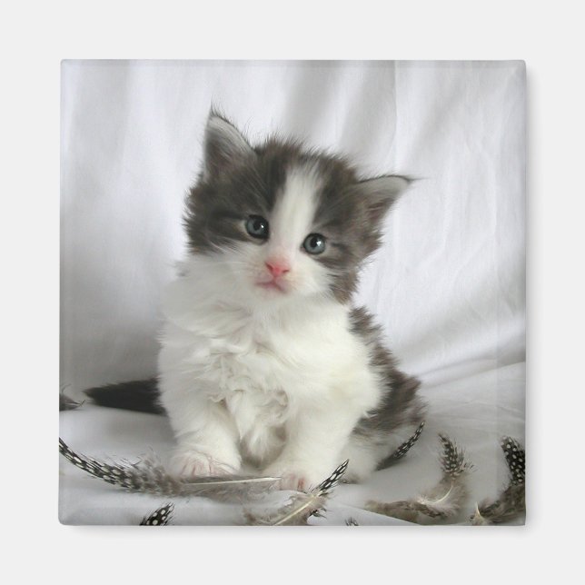 Cute Maine Coon kitten square magnet (Front)
