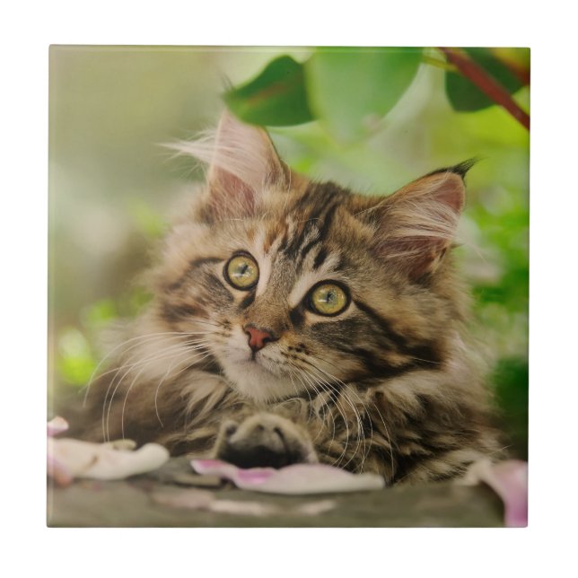 Cute Maine Coon kitten Tile (Front)