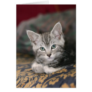 Cute Maine Coon Silver Tabby Kitten, Cat