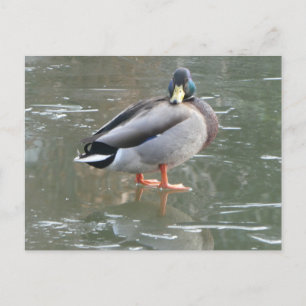 Cute Male Duck on Ice DIY Postcard