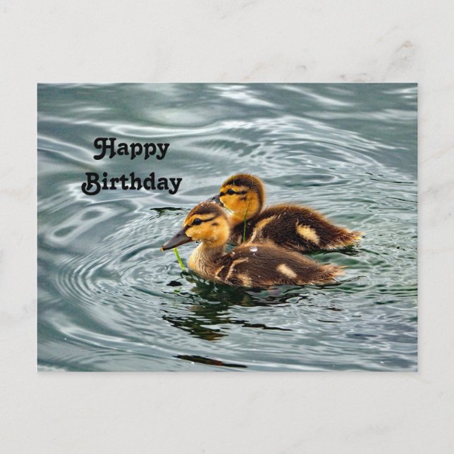 Cute Mallard Ducklings Photo Birthday Postcard (Front)