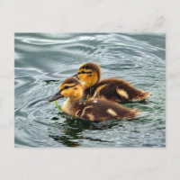 Cute Mallard Ducklings Photo