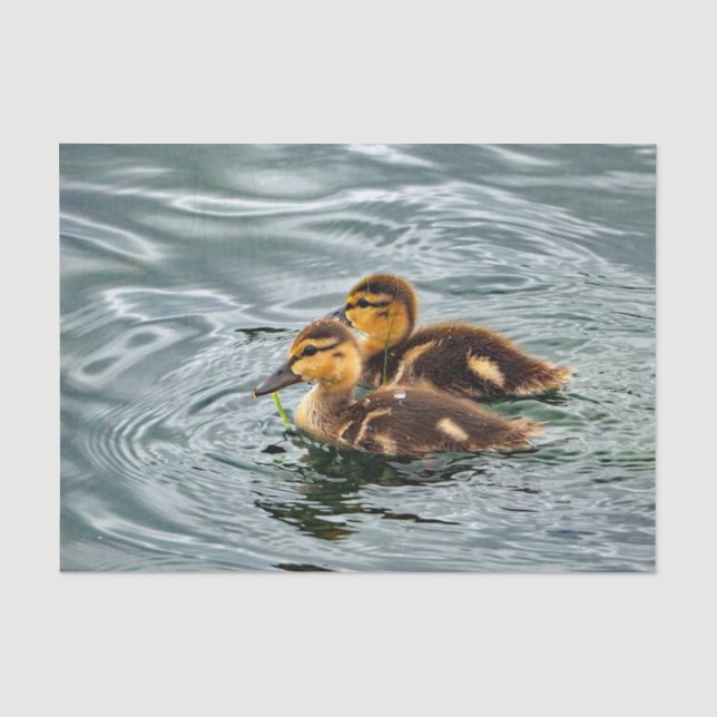 Cute Mallard Ducklings Photo Tissue Paper (Front)