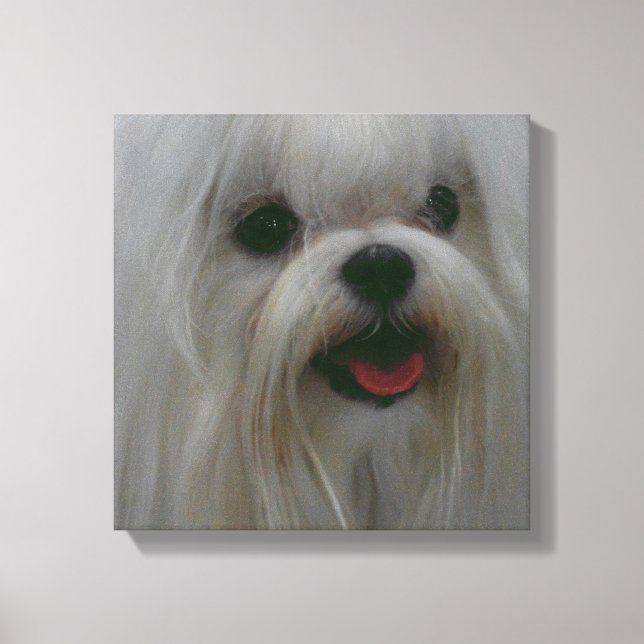 Cute Maltese Canvas Print (Front)