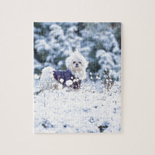 Cute Maltese Dog Jigsaw Puzzle