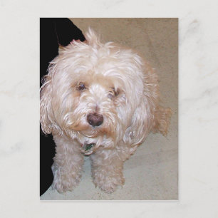 Cute Maltese Dog Postcard