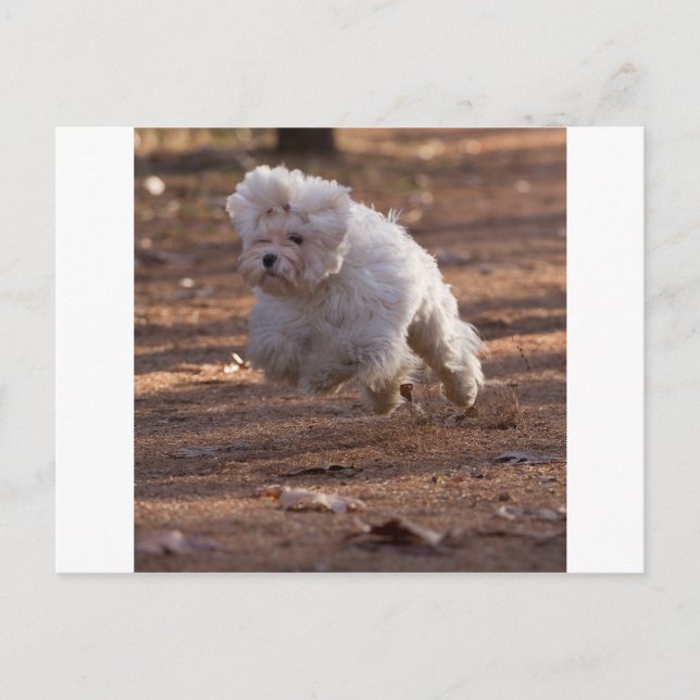 Cute Maltese Dog Postcard (Front)