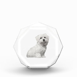 Cute Maltese Dog Sitting Puppy Photo Block