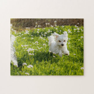 Cute Maltese Puppy Running Jigsaw Puzzle