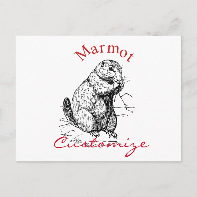 Cute Marmot Animal Thunder_Cove Postcard (Front)