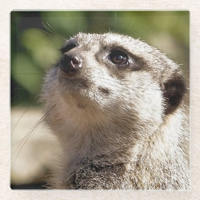 CUTE MEERKAT GLASS COASTER (Front)