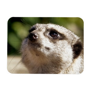 CUTE MEERKAT MAGNET