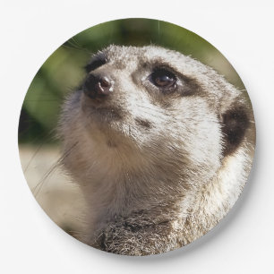 CUTE MEERKAT PAPER PLATE
