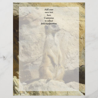 Cute meerkat photograph