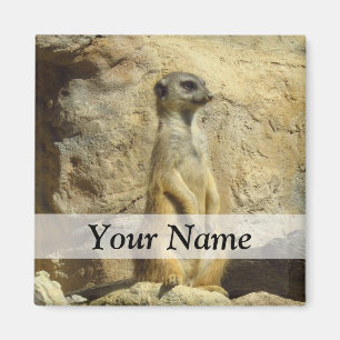 Cute meerkat photograph magnet