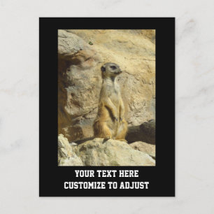Cute meerkat photograph postcard