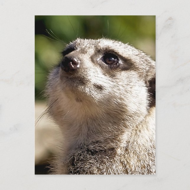 CUTE MEERKAT POSTCARD (Front)