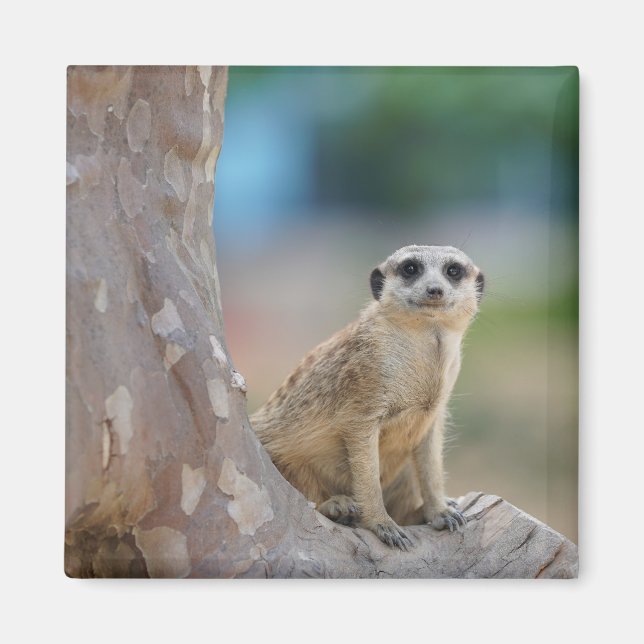 Cute Meerkat Sat on Tree Magnet (Front)