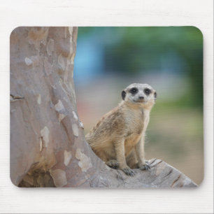 Cute Meerkat Sat on Tree Mouse Pad