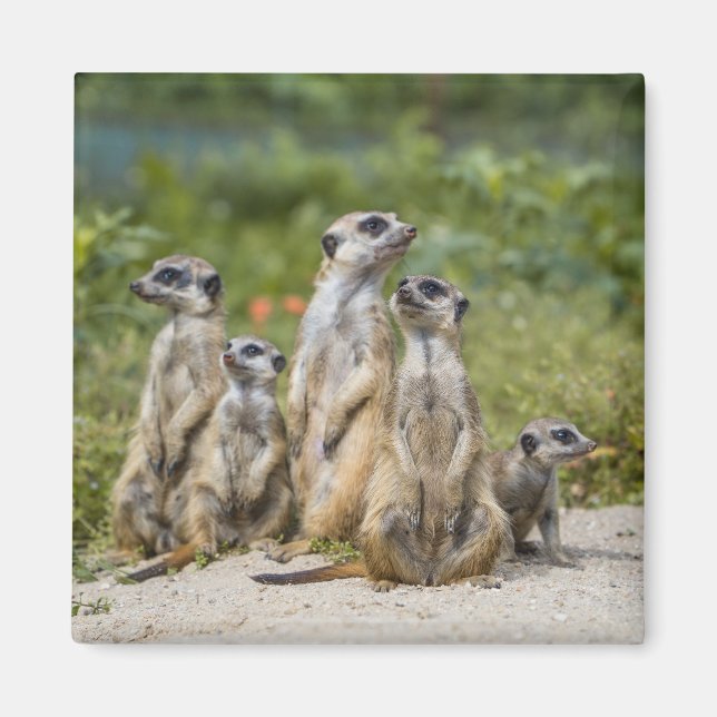 Cute Meerkats Magnet (Front)